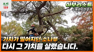 #트리119 전원주택 조경수 대형 소나무 수명을 연장하다! #korean #Arborist