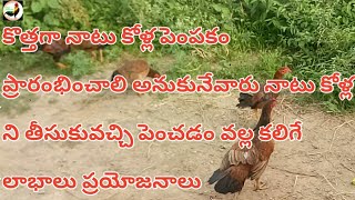 కొత్తగా నాటు కోళ్ల పెంపకం ప్రారంభించాలి అనుకునేవారు నాటు కోళ్లను పెంచటం వల్ల లాభాలు ప్రయోజనాలు