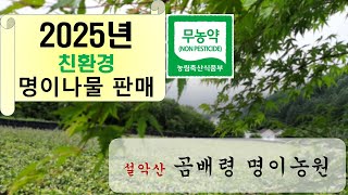 [2025년 4월] 친환경 인증 명이나물(산마늘) 판매 010-6610-2894 (설악산 곰배령 명이농원)