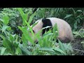 20230119 摔下繼續吃不停 圓寶就是愛茄苳 早餐四 giant panda yuan bao