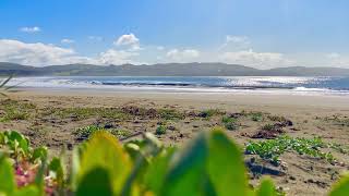 Ocean Waves, Fog Horn and Birds Chirping￼ at Doran Beach, Bodega Bay CA