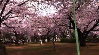 2011白岡八幡公園のさくら