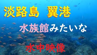 淡路島 翼港　コロナ閉鎖から再開した６月の海中は多くの魚で水族館みたいだった！