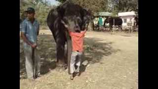 Elephant Carries a Small Boy. VERY RARE and Thrilling Video, A real story @ Sakrebail Elephant Camp.