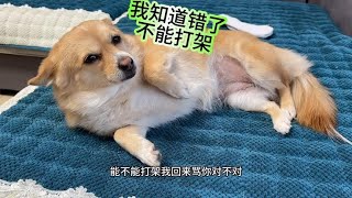 狗狗外出打架，回到家后被主人臭骂一顿，委屈得像个孩子快哭了！