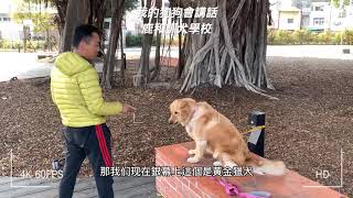 黃金獵犬訓練吠叫算數^_^