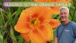 INTENSE ORANGE BLOOMS Hundred Octane Orange Daylily