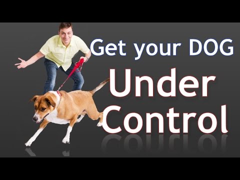 How to Get Your Reactive Dog Under Control While on a Walk How to Get Your Reactive Dog Under Control While on a Walk