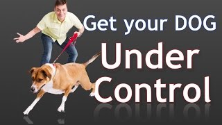 How to Get Your Reactive Dog Under Control While on a Walk