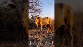 ⭕ANKOLE WATUSI CATTLE ✅ Biggest Bulls And Cow