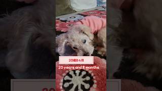 あきらめない心#toypoodle #dog #20yearsold # #トイプードル #ハイシニア犬 #長生きの秘訣