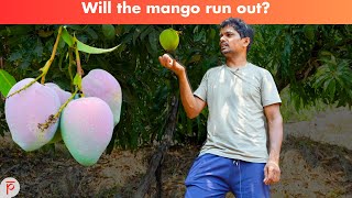 Will the mango run out?