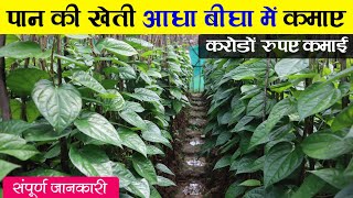 पान की खेती कैसे करें | Paan ki kheti | Betel leaf farming | A to Z jankari | Advance Agriculture