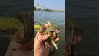 River Fishing at Saguna Baug | नदीचे मळे मासे. #Fishing #river