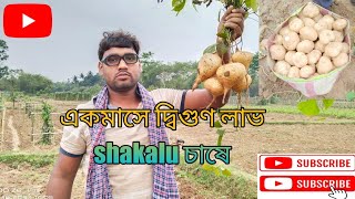 এক মাসে দ্বিগুণ লাভ Shakalu চাষে //Double profit in one month in Shakalu Cultivation