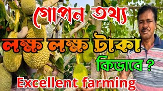 How To Grow farming from jackfruit  বার মাসি কাঁঠাল চাষ করে রাতারাতি লাখ পতি