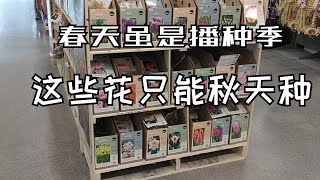 爲什么這些球莖類植物必須在秋天種，否則春天不開花？ 鬱金香 | 風信子 | 葡萄風信子 | 番紅花 | 大蔥花 | 洋水仙 | 花貝母 | 春化作用