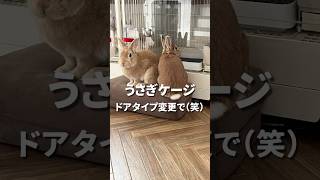 うさぎ ケージ ドアタイプ変更でwww #うさぎ多頭飼い  #うさぎとの生活  #うさぎ #rabbit  #bunny  #animal  #ふわもこ部