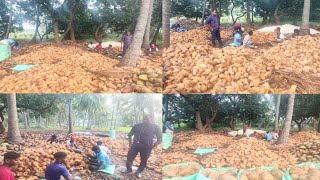 Coconut/Full mature semi husked coconut/Wholesale suppliers/7418177226/Mandi in Krishnagiri TN