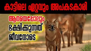 കാട്ടിലെ ഏറ്റവും അപകടകാരി | ആനയെപ്പോലും ഭക്ഷിക്കുന്നത് ജീവനോടെ | Asian Wild Wolf