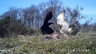 Mäusebussard vertreibt Kolkrabe. Eifel bei Dohr  17.3.2015