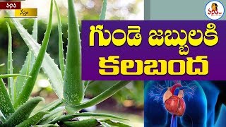 The Amazing Uses And Health Benefits Of Aloe Vera | Vanitha Tips | Vanitha TV