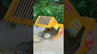 Create Amazing Bird Trap - Quail Trap #bird trap technique #shorts