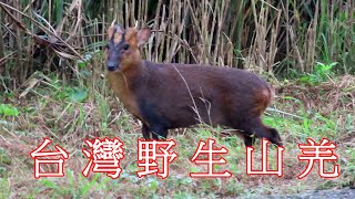 信助哥愛分享の 台灣山區野山羌 Reeves's muntjac