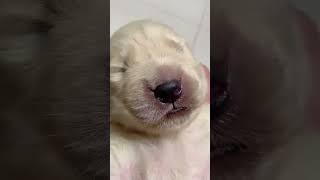 A newborn baby golden retriever #shorts #puppy #cute