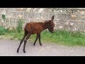 meet the beautiful baby donkey foal wildlife animal planet