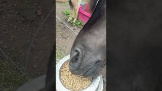 Feeding horses