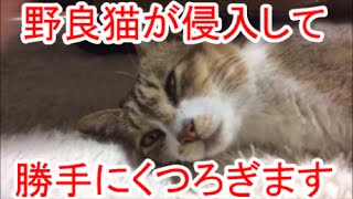 野良猫が勝手に家に上がりこんでくつろいでいく件