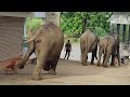 Elephant Attacks Dog on the way to the River | Pinnawala  Elephant  Orphanage #elephant #attack