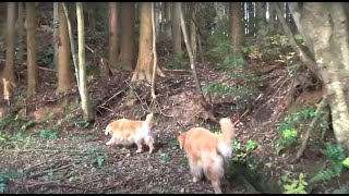 「さ～さんぽ行くよ」夕日が落ちる前にゴールデンレトリバーと山歩き。