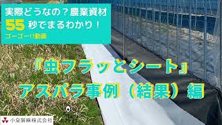 害虫忌避シート『虫フラッとシート』アスパラ農家さんでの害虫忌避試験【後編（試験結果）】／55秒でまとめました！実際どうなの？農業資材！【ゴーゴー!!動画】