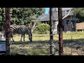 【2分旅行】天王寺動物園 大阪府