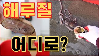 서해안 해루질 포인트소개 홍맛 대맛 낙지 소라 개불 줍줍하세요