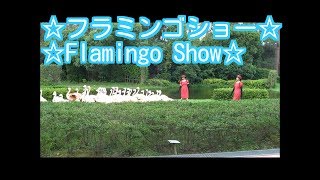 Flamingo show zoo フラミンゴショー　動物園　宮崎子供の国