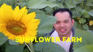 Sunflower farm Nantzu Kaohsiung Taiwan KMRT(R20)