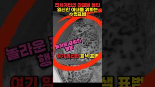 임신한 아내를 보살피는 수컷표범의 놀라운행동