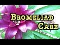 Bromeliad Care: First time Repotting Bromeliads lots of Bromeliad pups