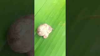 நத்தை ஆயுட்காலம் 🐌 தமிழ் அறிவியல்