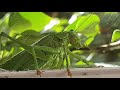 Grashopper at the Gentaur office