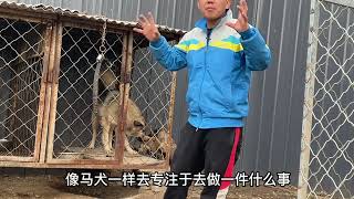 国外马犬和中华土狗区别，除了弹跳以外，还有一点外国狗比不了#记录真实生活 #狗狗 #dog