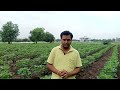 potash kevha dila pahije पोटॅश केव्हा दिला पाहिजे viral trending potash kapus fertilizers khat