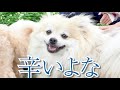 犬の蜜がヤバすぎる！ フレンチブルドッグ坊のしつこすぎる行動で喧嘩に？ フレブル