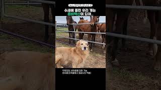 제주말을 본 댕댕이(성이시돌목장)제주 반려견과 걷기 좋은곳 #jeju #반려견 #dog