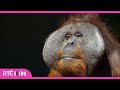 Orangutan's - A Lesson On Animal Enrichment | The Zoo | @rtÉ Kids