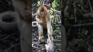 Naughty Baby Monkey.القرد الصغير المشاغب . travieso bebé mono.  शरारती बेबी बंदर।.  ሕፃን ጦጣ.