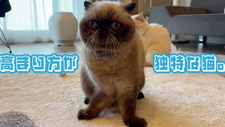 高まり方が独特な猫、エキゾチックショートヘアのししゃもさん。